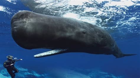 How long can a whale hold its breath. Things To Know About How long can a whale hold its breath. 